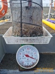 (東)동해조황 - 10/15 홍원항 서도호 ㅡ 3.8KG 쭈갑 망태기 조황