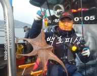(南)남해조황 - (여수 문어)백호피싱은 계속 문어만 출조 하며. 목요일은 야간 문어도 출조 합니다.