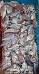 (南)남해조황 - 진프로피싱 12/15일 타이라바-계속되는 5짜4짜 마릿수 호조황 전원 손맛!!