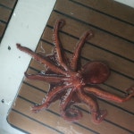 포항!! 피문어 15키로오바~~ 루어는 빈스호 !!