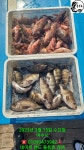 (南)남해조황 - 왕볼락 득템 다잡아물고기낚시 오세요