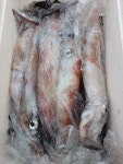 28일 우중속에 전쟁치른 한치 바다의전설