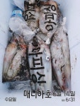 13일 화요일 통영 한치가 사람 잡네 혼자 신나셧어