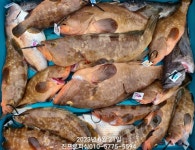 (南)남해조황 - 진프로피싱 21일 붉바리 외수질 62, 61, 55외 사이즈 굿. 전설의 6짜가 두마리나~~