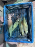오늘 한치 철수조황 지대로 피딩받았네요 마릿수 굿