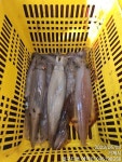 통영한치 이카메탈 전문선사 구디호 이름값 하네