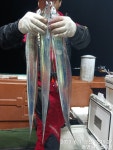 통영나이스피싱!!! 16석전용선 먼바다왕갈치 굵은씨알들속에시장 급 왕고등어 초토화 오늘 일부자리여유