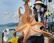 (南)남해조황 - (여수)돌문어 2kg.1kg로 배 에서 꽝 없이 총 175마리 하였습니다.백호는 매일 출항 합니다.