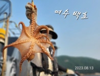 (南)남해조황 - (여수)돌문어 2kg.1kg로 배 에서 꽝 없이 총 175마리 하였습니다.백호는 매일 출항 합니다.