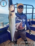 경주앞바다에 대삼치 잔치가 열렸네요 더운날씨에 경주로 스트레스 확~~풀러놀러오세요
