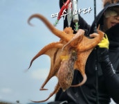 (南)남해조황 - (여수)돌문어 2kg.1kg로 배 에서 꽝 없이 총 175마리 하였습니다.백호는 매일 출항 합니다.