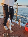 실시간 조황 - 8월17일 군산세븐호 야간백조기 실시간~!! @ 내일 출항확정 자리여유@