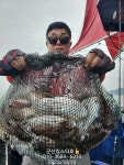 군산킹스타호 10/13 갑오징어 마무리 소식