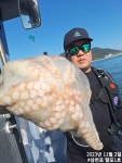 (南)남해조황 - 11월2일 오전조황 왕대가리 돌문어사냥 댕겨왔습니다 ((돌문어사냥 계속 이어집니다))