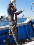 (東)동해조황 - 고성 오호항 에덴피싱호 어구가자미 조황입니다