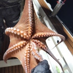 11일 포항 빈스호 피문어 조황