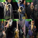 22일 야간낙지조황!! 사이즈좋은 꼬불이들~오늘예약가능