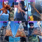 [스피드]내일 날씨.물 때 좋아 주간 돌문어(먼바다) 야간 낙지 출조