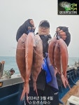 루어낚시조황+ - [여수오션스타] 3/4 참돔타이라바 때고기 조황