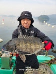 여수그린나래호/4월27일 봄갑오징어낚시! 공동장원7수 외 총 66수로 마무리합니다!(다음주 예약가능)