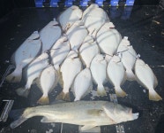 인천권조황 - << 팀인천 루키나호 >> 04.25.목.8물 << 역시 사릿물엔 9짜죠^^ +8짜+8짜+7+7+7+7+7+7+7 이하생략 >>