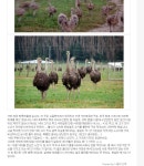 [해결] 낙타 vs 타조 종결입니다. - 서버 : plaync 아이온