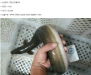 흔한 자연산 민물장어.. - 서버 : plaync 아이온
