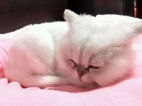 고양이가 꾹꾹이 하는 이유를 알고있니? - 자유게시판 : plaync 블레이드 & 소울