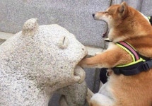 개엄살 - 자유게시판 : plaync 블레이드 & 소울