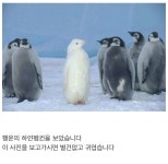 행운의 하얀펭귄.jpg - 자유게시판 : plaync 블레이드 & 소울