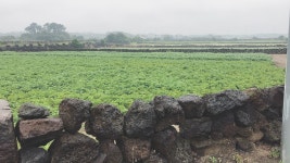 놀러가고 싶은사람 보라구 제주도짤 몇개 갖고옴 - 자유게시판 : plaync 블레이드 & 소울