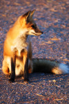 Foxy Photography