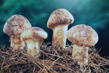 백두대간자연송이(500g/박스) - 이마트몰, 당신과 가장 가까운 이마트 백두대간자연송이(500g/박스)