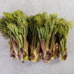 청송 약향원 참 두릅 1kg (중) - 이마트몰, 당신과 가장 가까운 이마트 청송 약향원 참 두릅 1kg (중)