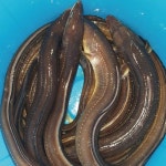 통영 한려수도수산 장어 중 1kg/성현물산 - 이마트몰, 당신과 가장 가까운 이마트 통영 한려수도수산 장어 중 1kg/성현물산