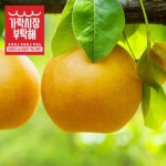 [가락시장부탁해] 신고배 7.5kg 14-15과 - 이마트몰, 당신과 가장 가까운 이마트