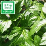 (인빌푸드)황둔마을 유기농 신선초(녹즙용) 2kg - 이마트몰, 당신과 가장 가까운 이마트