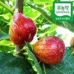 해남 땅끝 무화과 4팩(16~24과)  - 샵계부