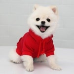 [퍼피짱] 데일리 후드 - 레드 | O! Shopping Smart - CJmall 상품상세정보