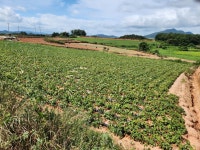 산이면 | 토지/임야 1481㎡ 매매가 8,960만원 | 정직한공인중개사사무소 