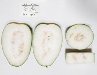 동아 종자