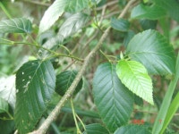 ≪ 오리나무 무엇인가?