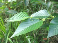 ≪ 오리나무 무엇인가?