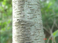 ≪ 오리나무 무엇인가?