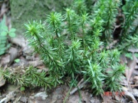 ≪ 석송(신근초) 무엇인가?