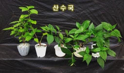 장터 - 한라생태숲