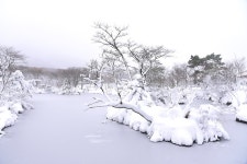 춘분에 찾아온 손님 - 한라산국립공원 춘분에 찾아온 손님 | 제주특별자치도청