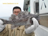 바다루어 > 점주선장조황 > 4/19 "안흥 종성호" 조황!!