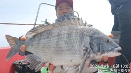 (南)남해조황 - 《감성돔》57까지 5짜5짜4짜4짜들외 주말 대물 조황.