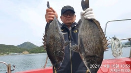 (南)남해조황 - 《감성돔》57.54.53 5짜들4짜들외 막강한 몸 맛~